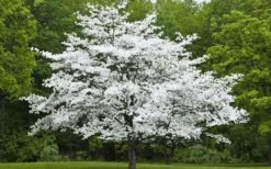 Cherokee Princess White Dogwood - 7 Gallon Pot (4-5') -Plant Lover House Shop Dogwood Cherokee Princess 50 1