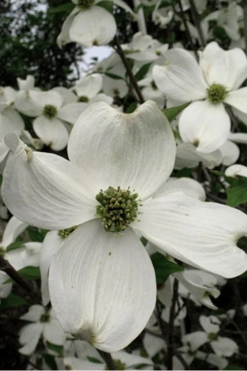 Jean's Appalachian Snow White Dogwood Tree - 3 Gallon Pot 8 Jean's Appalachian Snow White Dogwood Tree - 3 Gallon Pot - Image 6