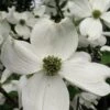 Cherokee Princess White Dogwood - 7 Gallon Pot (4-5') -Plant Lover House Shop Dogwood Cherokee Princess 500x750 2
