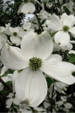 Jean's Appalachian Snow White Dogwood Tree - 5 Gallon Pot -Plant Lover House Shop Dogwood Cherokee Princess 500x750 3
