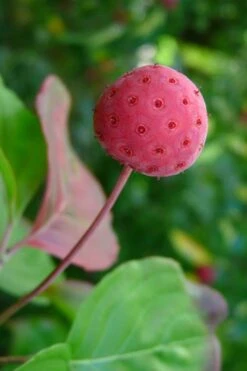 Pink Chinese Dogwood - Cornus Kousa 'Satomi' - 5 Gallon Pot -Plant Lover House Shop Dogwood Chinese Pink Satomi 5