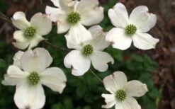 Cherokee Princess White Dogwood - 7 Gallon Pot (4-5') -Plant Lover House Shop Dogwood Chrokee Princess Flowers