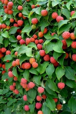 Greensleeves Dogwood (Cornus Kousa) - 1 Gallon Pot -Plant Lover House Shop Dogwood GreenSleeves Berries 10