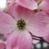 Pink Dogwood Tree (Cornus Florida 'Rubra) - 2 Gallon Pot -Plant Lover House Shop Dogwood Pink 10 1