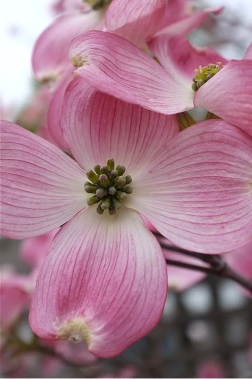 Pink Dogwood Tree - Cornus Florida - 3 Gallon Pot 3 Pink Dogwood Tree - Cornus Florida - 3 Gallon Pot