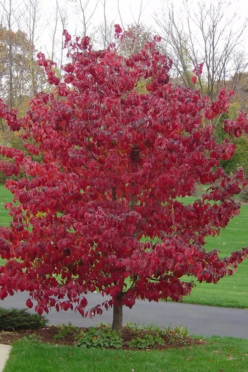 Pink Dogwood Tree - Cornus Florida - 3 Gallon Pot 7 Pink Dogwood Tree - Cornus Florida - 3 Gallon Pot - Image 5