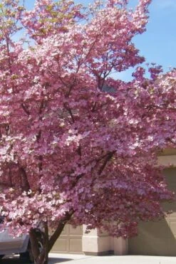 Pink Dogwood Tree (Cornus Florida 'Rubra) - 2 Gallon Pot -Plant Lover House Shop Dogwood Pink 13 1