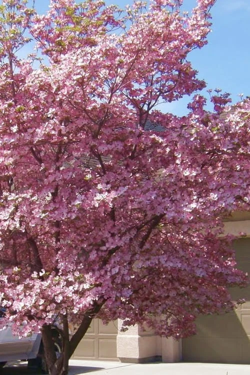 Pink Dogwood Tree - Cornus Florida - 3 Gallon Pot 6 Pink Dogwood Tree - Cornus Florida - 3 Gallon Pot - Image 4
