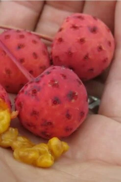 Scarlet Fire Dogwood - Cornus Kousa - 7 Gallon Pot (5-6') -Plant Lover House Shop Dogwood Scarlet Fire 10