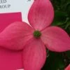 Scarlet Fire Dogwood - Cornus Kousa - 5 Gallon Pot 1 Scarlet Fire Dogwood - Cornus Kousa - 5 Gallon Pot -Plant Lover House Shop Dogwood Scarlet Fire 11 1