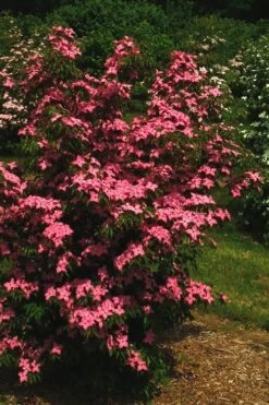 Scarlet Fire Dogwood - Cornus Kousa - 7 Gallon Pot (5-6') -Plant Lover House Shop Dogwood Scarlet Fire 12