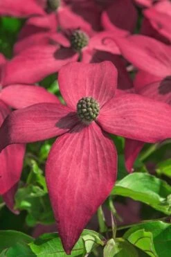 Scarlet Fire Dogwood - Cornus Kousa - 5 Gallon Pot -Plant Lover House Shop Dogwood Scarlet Fire 13 1