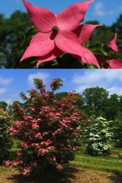 Scarlet Fire Dogwood - Cornus Kousa - 7 Gallon Pot (5-6') -Plant Lover House Shop Dogwood Scarlet Fire 4