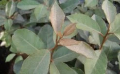 Fruitland Elaeagnus (Silverberry) - 1 Gallon Pot 11 Fruitland Elaeagnus (Silverberry) - 1 Gallon Pot -Plant Lover House Shop Elaeagnus Fruitland Leaves