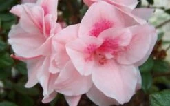 Autumn Belle Encore Azalea - 6 Pack Of 1 Gallon Pots 9 Autumn Belle Encore Azalea - 6 Pack Of 1 Gallon Pots -Plant Lover House Shop Encore Azalea Autumn Belle 1