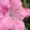 Autumn Debutante Encore Azalea - 1 Gallon -Plant Lover House Shop Encore Azalea Autumn Debutante 500x750 1