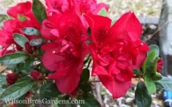Autumn Fire Encore Azalea - 1 Gallon Pot -Plant Lover House Shop Encore Azalea Autumn Fire 10