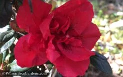 Autumn Fire Encore Azalea - 1 Gallon Pot -Plant Lover House Shop Encore Azalea Autumn Fire WB