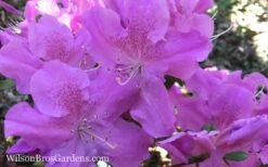 Autumn Lilac Encore Azalea - 1 Gallon Pot -Plant Lover House Shop Encore Azalea Autumn Lilac 7