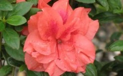Autumn Monarch Encore Azalea - 3 Gallon Pot 9 Autumn Monarch Encore Azalea - 3 Gallon Pot -Plant Lover House Shop Encore Azalea Autumn Monarch 4 50 2