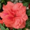 Autumn Monarch Encore Azalea - 3 Gallon Pot -Plant Lover House Shop Encore Azalea Autumn Monarch 500x750 3