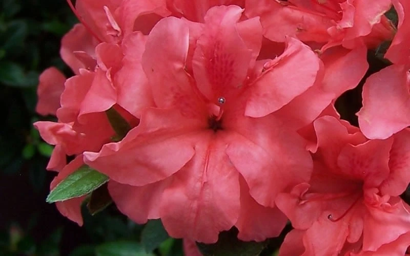 Autumn Princess Encore Azalea - 1 Gallon Pot 6 Autumn Princess Encore Azalea - 1 Gallon Pot - Image 4