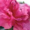 Autumn Rouge Encore Azalea - 1 Gallon Pot -Plant Lover House Shop Encore Azalea Autumn Rouge 1 500x750 1
