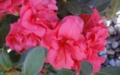 Autumn Rouge Encore Azalea - 1 Gallon Pot -Plant Lover House Shop Encore Azalea Autumn Rouge 5