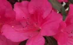 Autumn Sangria Encore Azalea - 2 Gallon Pot -Plant Lover House Shop Encore Azalea Autumn Sangria 5
