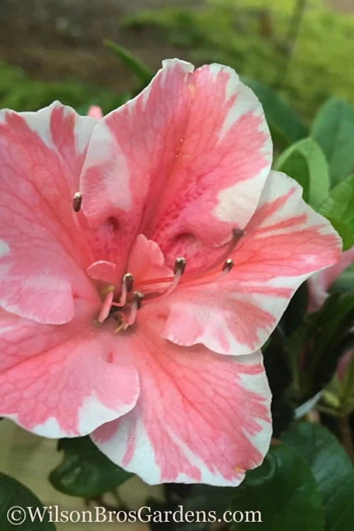 Autumn Sunburst Encore Azalea - 2 Gallon Pot 3 Autumn Sunburst Encore Azalea - 2 Gallon Pot