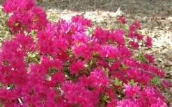 Autumn Sundance Encore Azalea - 1 Gallon Pot -Plant Lover House Shop Encore Azalea Autumn Sundance 50