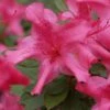 Autumn Sundance Encore Azalea - 1 Gallon Pot -Plant Lover House Shop Encore Azalea Autumn Sundance Rev 500x750 1
