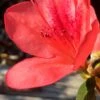 Autumn Sunset Encore Azalea - 1 Gallon Pot -Plant Lover House Shop Encore Azalea Autumn Sunset 2 500x750 1