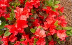 Autumn Sunset Encore Azalea - 1 Gallon Pot -Plant Lover House Shop Encore Azalea Autumn Sunset 5