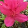 Autumn Carnival Encore Azalea - 1 Gallon Pot 2 Autumn Carnival Encore Azalea - 1 Gallon Pot -Plant Lover House Shop Encore Azalea Autumn UNKNOWN 4 500x750 1