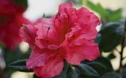 Autumn Rouge Encore Azalea - 1 Gallon Pot -Plant Lover House Shop Encore Azalea Autumn20Rouge