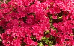 Autumn Cheer Encore Azalea - 1 Gallon Pot -Plant Lover House Shop Encore Azalea Cheer 1