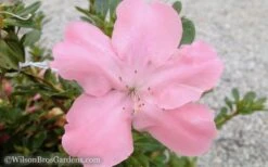 Autumn Debutante Encore Azalea - 1 Gallon -Plant Lover House Shop Encore Azalea Debutante 3 50