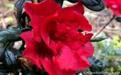 Autumn Fire Encore Azalea - 1 Gallon Pot -Plant Lover House Shop Encore Azalea Fire