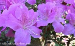 Autumn Lilac Encore Azalea - 1 Gallon Pot -Plant Lover House Shop Encore Azalea Lilac 8