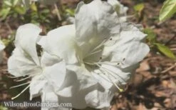 Autumn Moonlight Encore Azalea - 1 Gallon Pot -Plant Lover House Shop Encore Azalea Moonlight 5