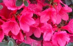 Autumn Ruby Encore Azalea - 1 Gallon Pot -Plant Lover House Shop Encore Azalea Ruby