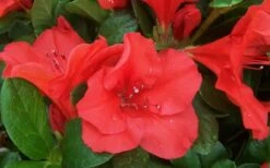Autumn Sunset Encore Azalea - 1 Gallon Pot -Plant Lover House Shop Encore Azalea Sunset 1