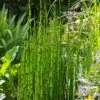 Horsetail Reed Grass - Equisetum Hyemale - 6 Pack Of 1 Gallon Pots -Plant Lover House Shop Equisetum Hymale 11 1