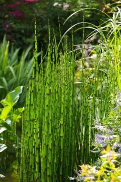 Horsetail Reed Grass - Equisetum Hyemale - 1 Gallon Pot -Plant Lover House Shop Equisetum Hymale 11