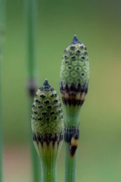 Horsetail Reed Grass - Equisetum Hyemale - 1 Gallon Pot -Plant Lover House Shop Equisetum Hymale 12