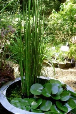 Horsetail Reed Grass - Equisetum Hyemale - 1 Gallon Pot -Plant Lover House Shop Equisetum Hymale 14
