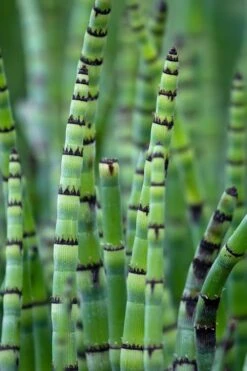 Horsetail Reed Grass - Equisetum Hyemale - 6 Pack Of 1 Gallon Pots -Plant Lover House Shop Equisetum Hymale 15 1