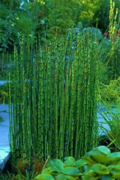 Horsetail Reed Grass - Equisetum Hyemale - 1 Gallon Pot -Plant Lover House Shop Equisetum Hymale 16