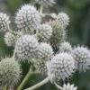 Rattlesnake Master (Eryngium Yuccifolium) - 1 Gallon Pot -Plant Lover House Shop Eryngium20yuccifolium rattlesnake master plant 7